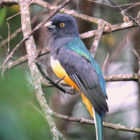 Citreoline Trogon